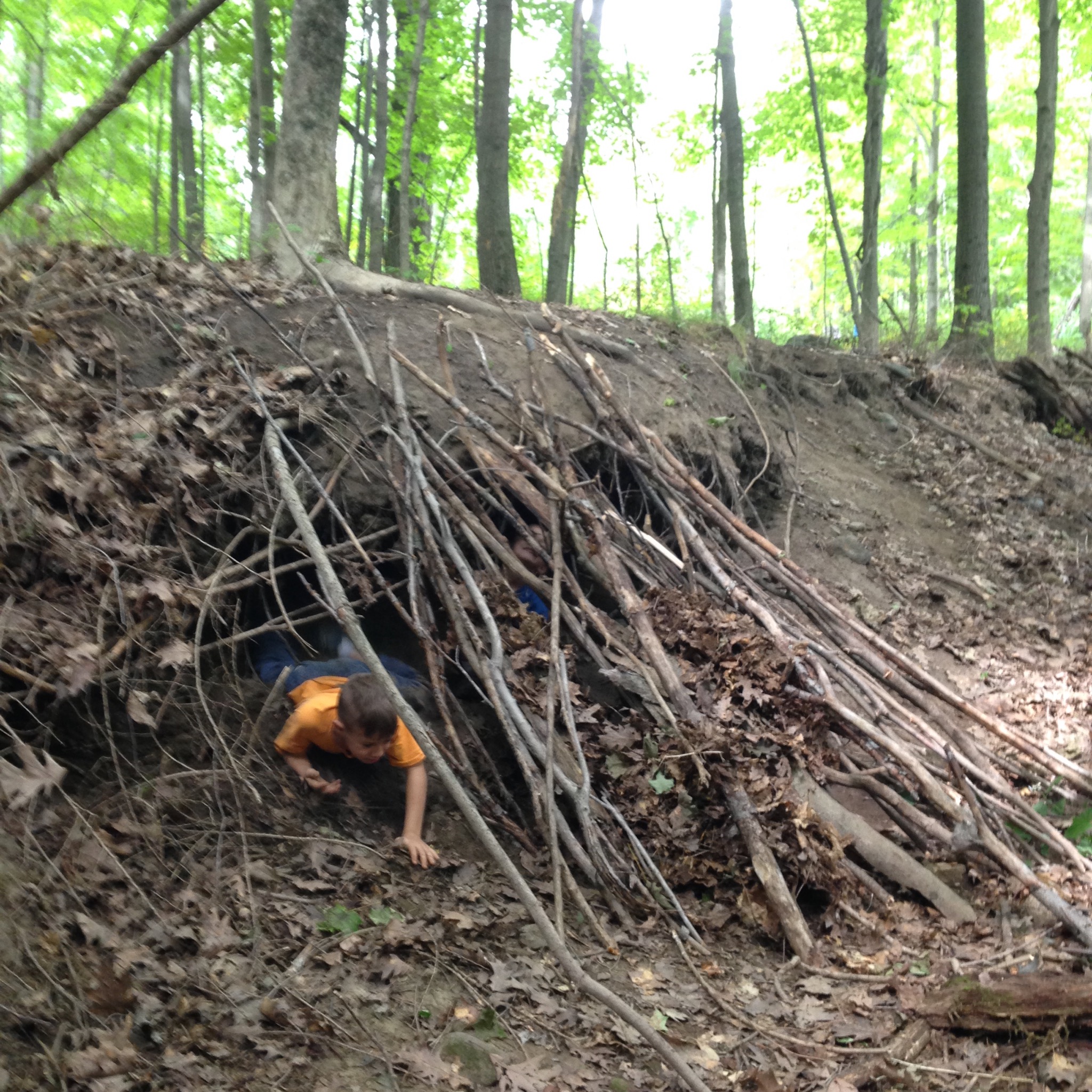 When leaves fall in a few weeks, lots of material will become available to add the insulating debris over the branch structure.