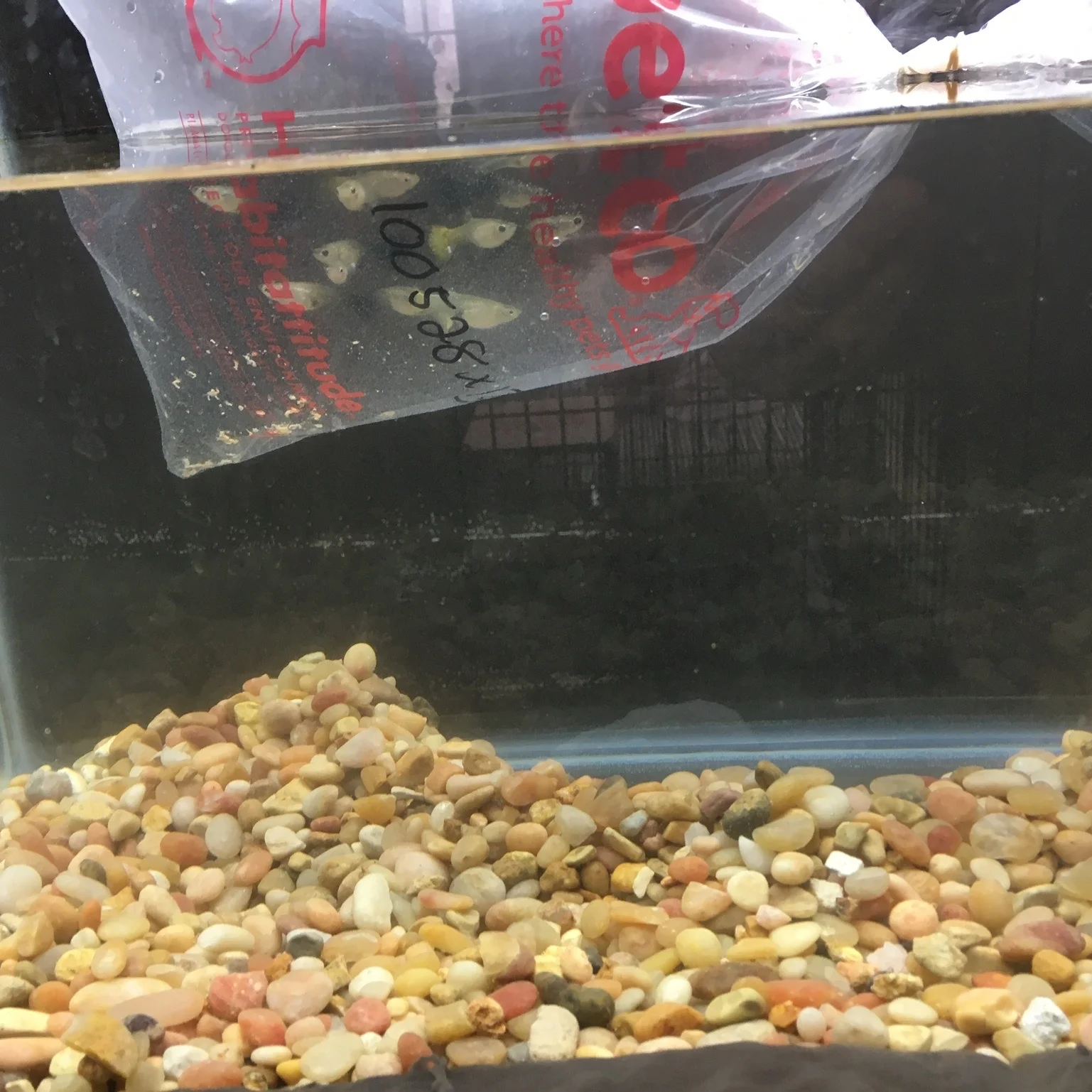 Guppies acquired during a field trip to Petco