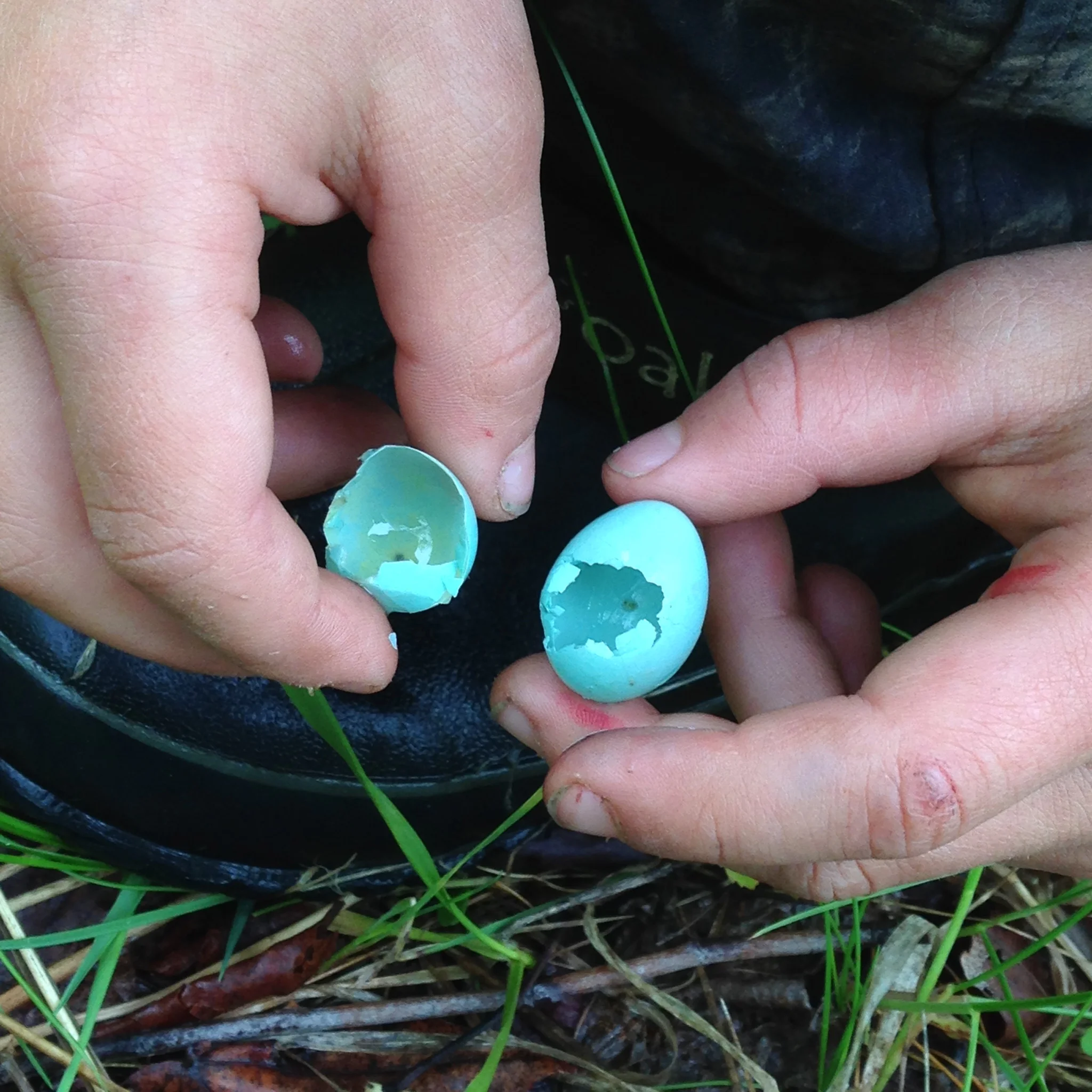 May 26th, the bluebird nest was empty and two eggs with beak peck marks were strewn underneath. An avian invader likely destroyed the eggs before they could hatch.