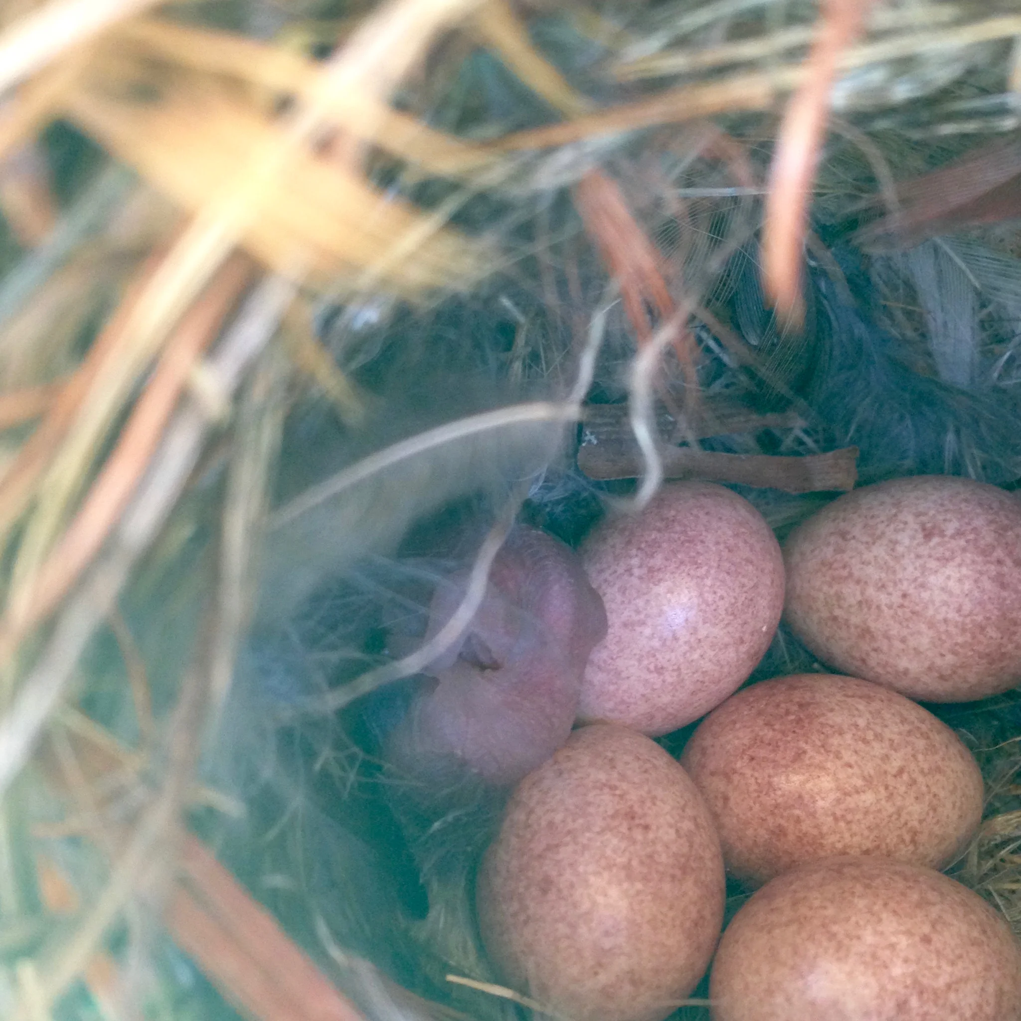 On June 2nd the first wren egg hatched, and one fragile, bald nestling is visible. We observed both parents carefully attending the nest.