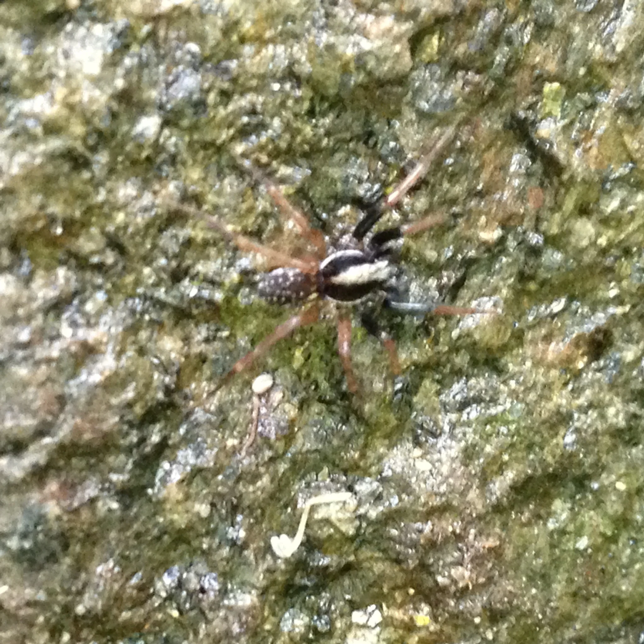 Teddy noted the close similarity of this specimen to a "stealthy ground spider" but picked up on some subtle color variations that make this species different.