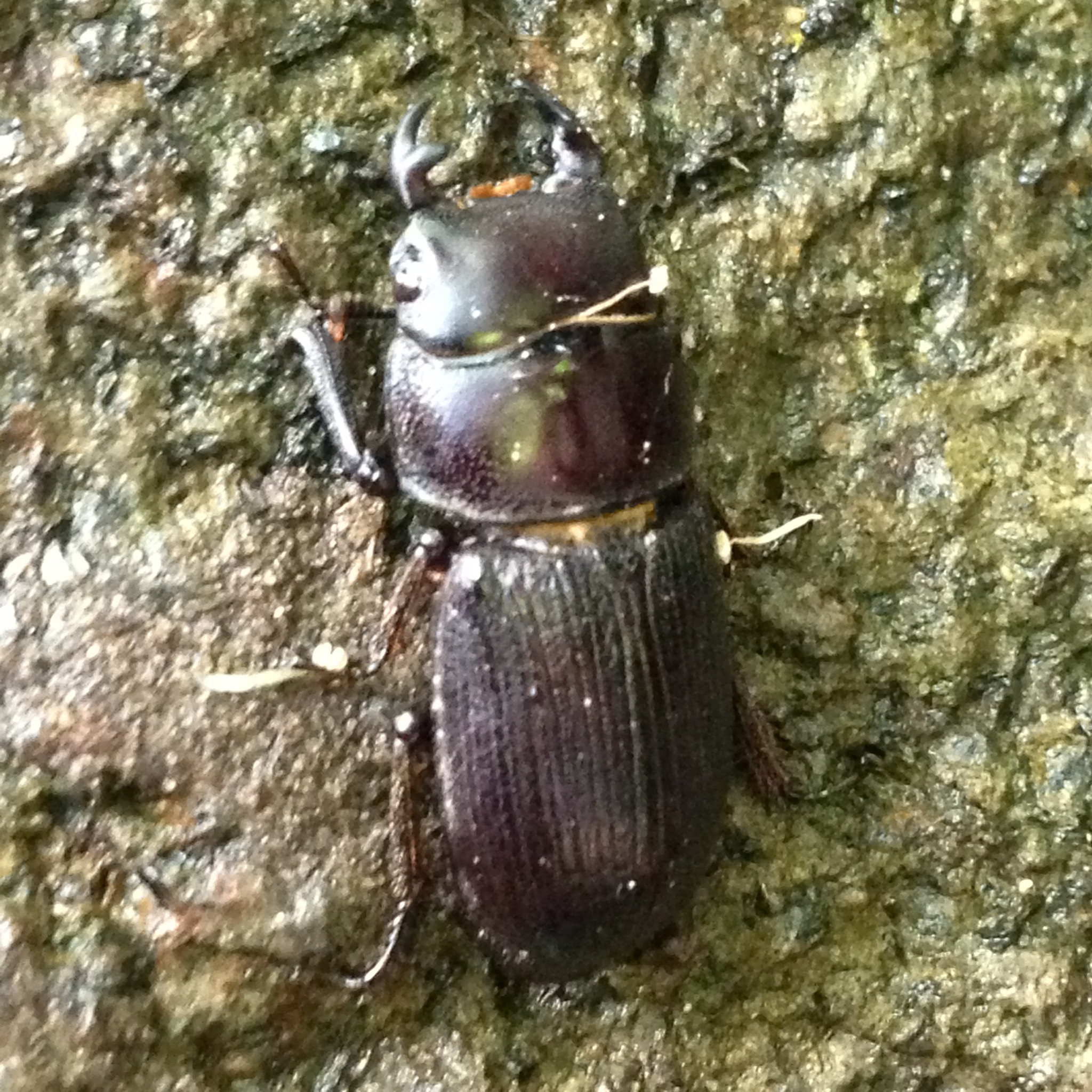 Positive ID on this Stag Beetle. Thanks, Leo!