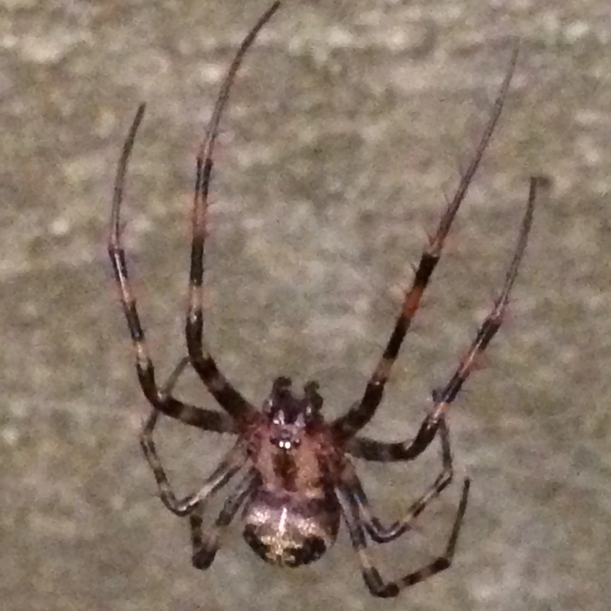 The kids did their best to ID this guy in our field guide (he wasn't there). During thier observations, he caught a mosquito.