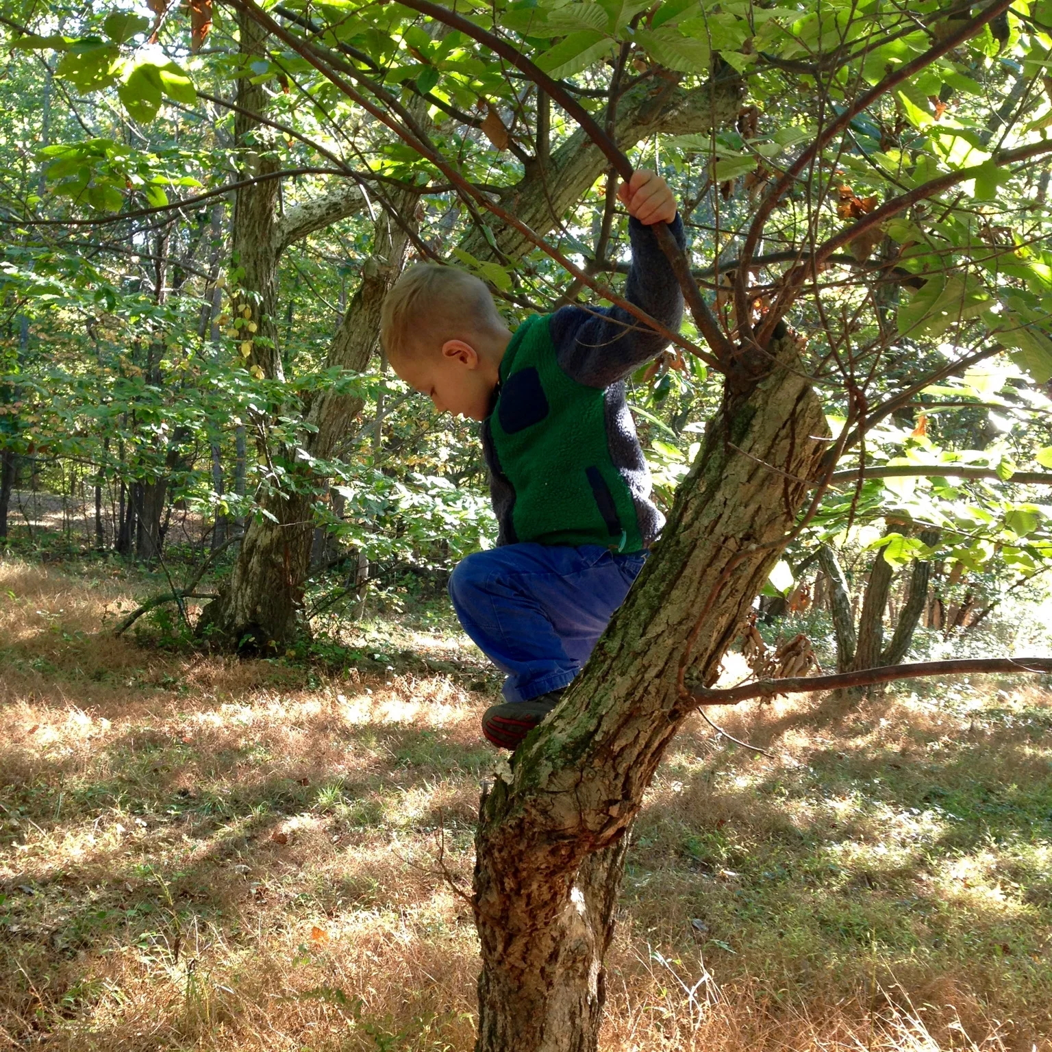 Exploring the chestnut grove at Sleeping Giant State Park. This grove of Asian and American chinquapin hybrid species was planted in the 1930s as a private, American Chestnut restoration project.