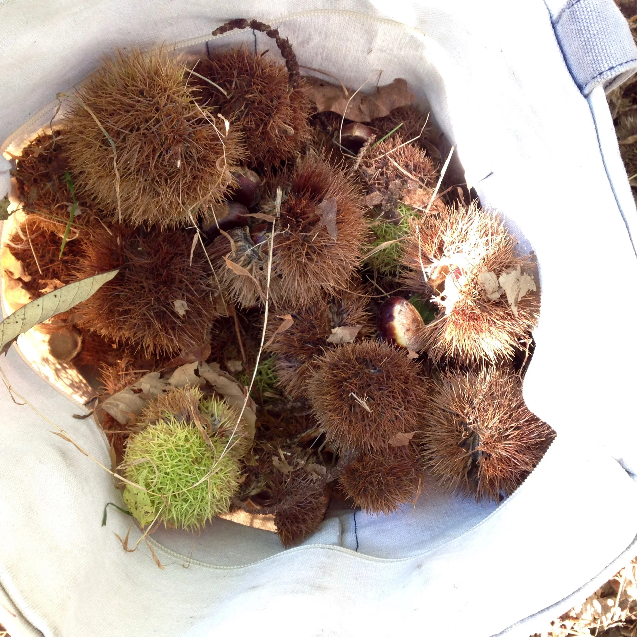 The spiky shells were a challeng to handle!