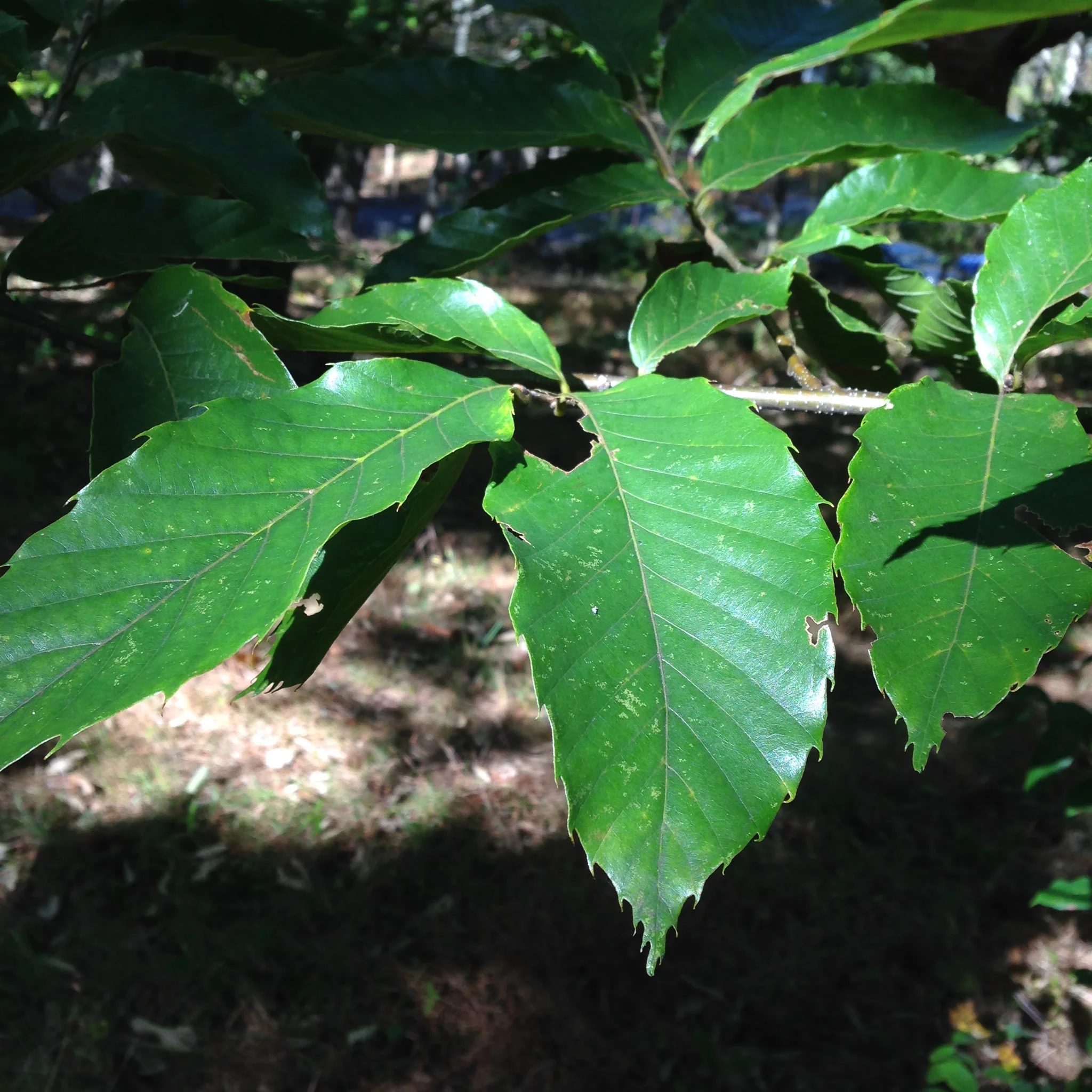 Getting to know the distinctive leave shape of chestnut