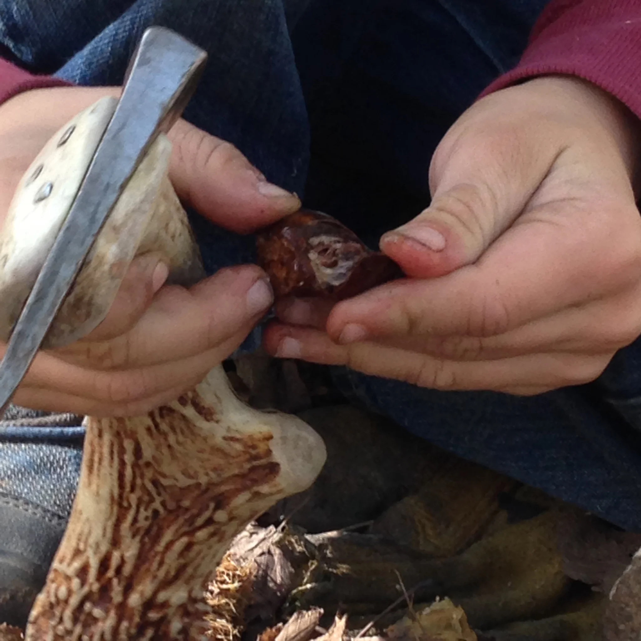 Scoring the shell before roasting makes it easy to remove