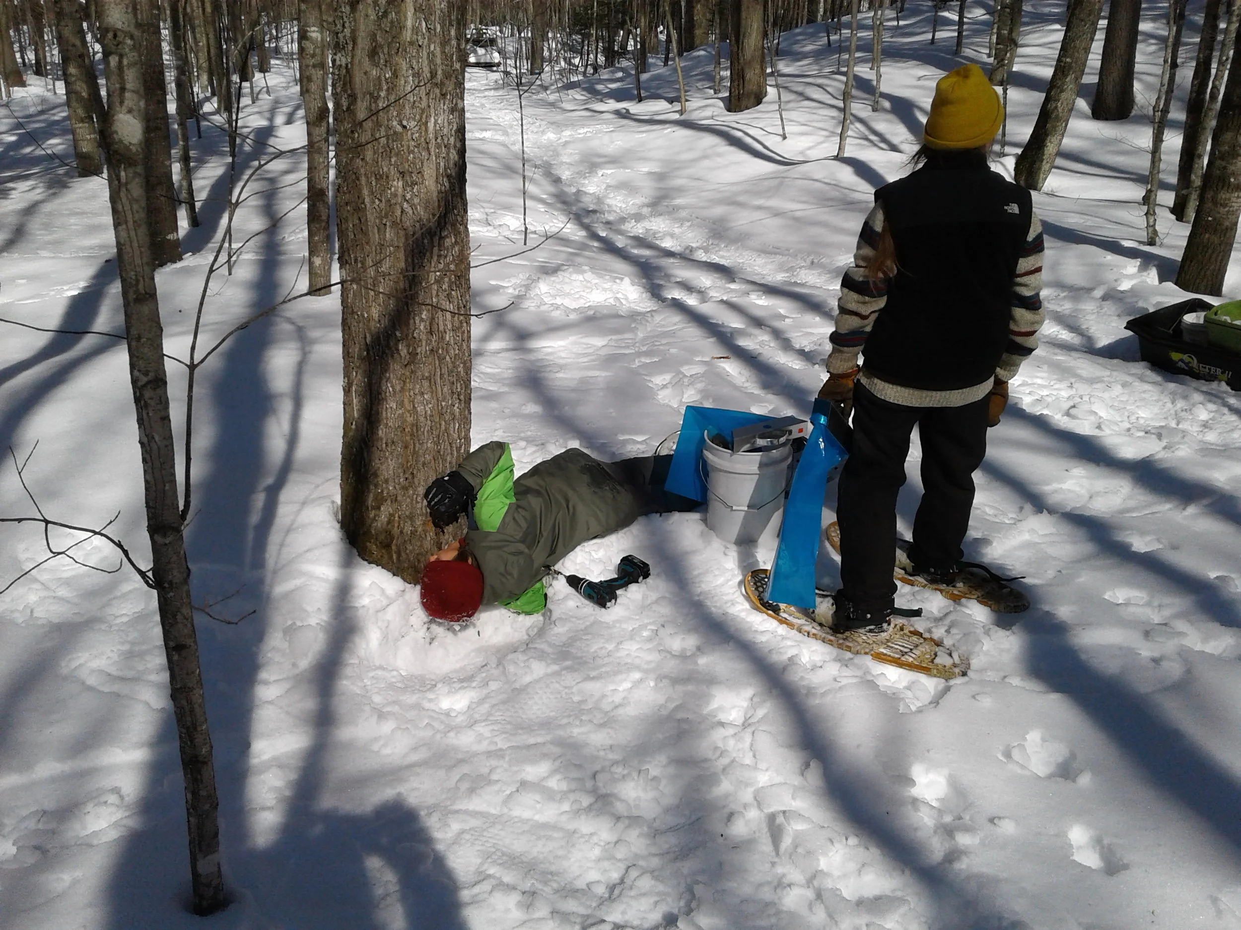 Me drinking sap from a newly tapped tree