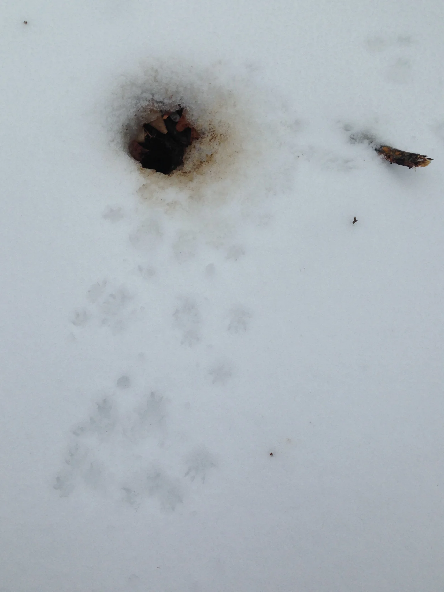 Warming early in the winter brought the chipmunks out of their burrows and into the snow.