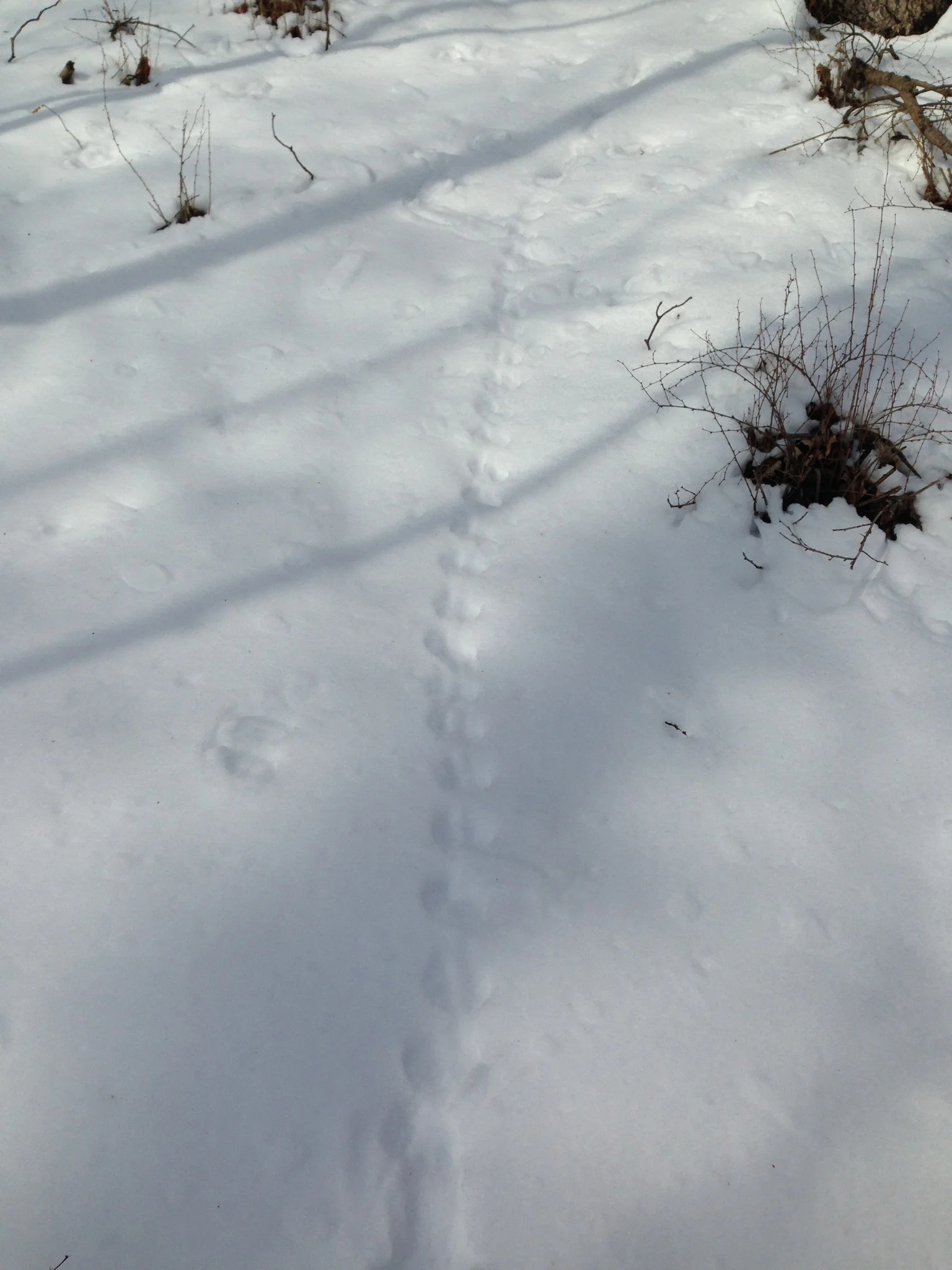 We haven't seen chipmunk tracks in deep snow here in previous years. Usually they are still in their burrows when the snow is this deep.