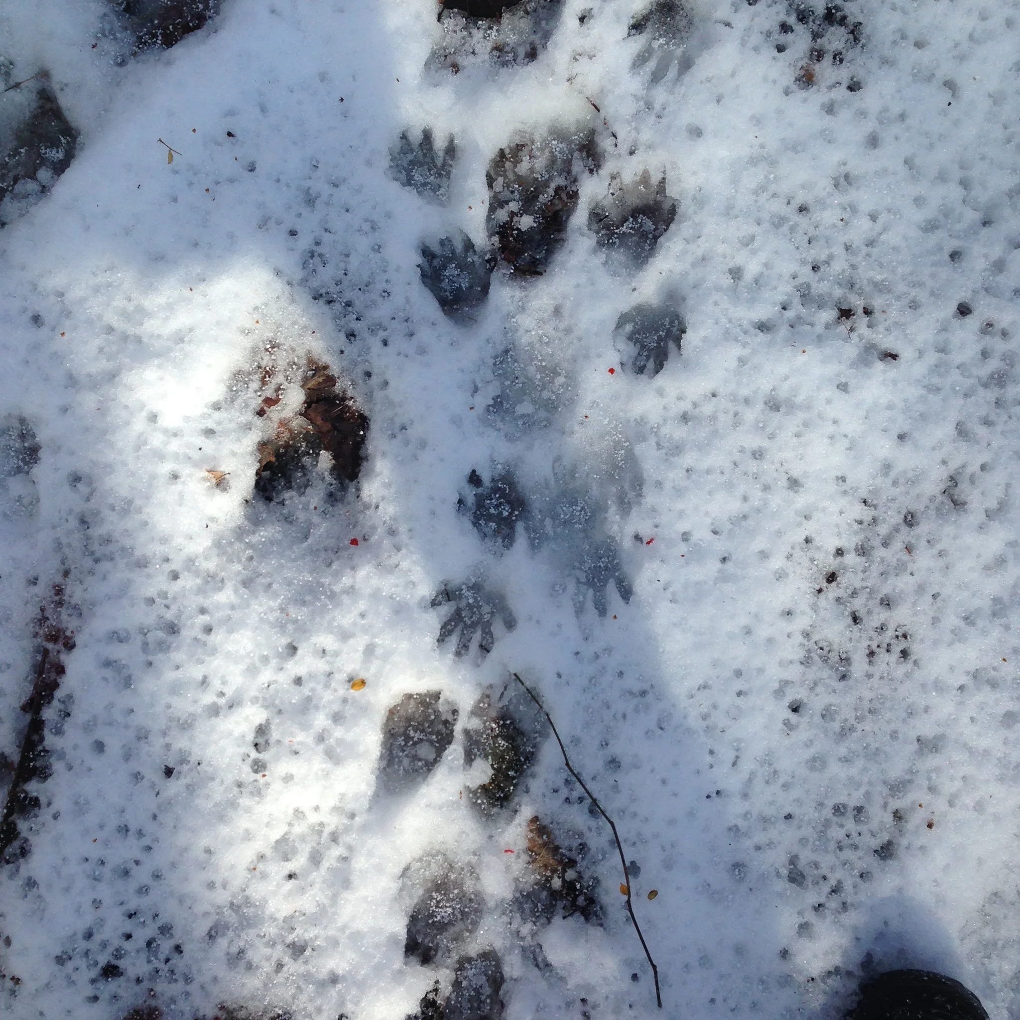 During the early February warming the raccoons got super active and left tracks everywhere along the trails throughout the property.