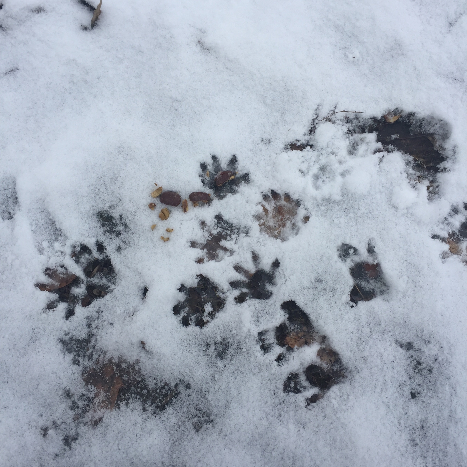 Possum party in Late February.