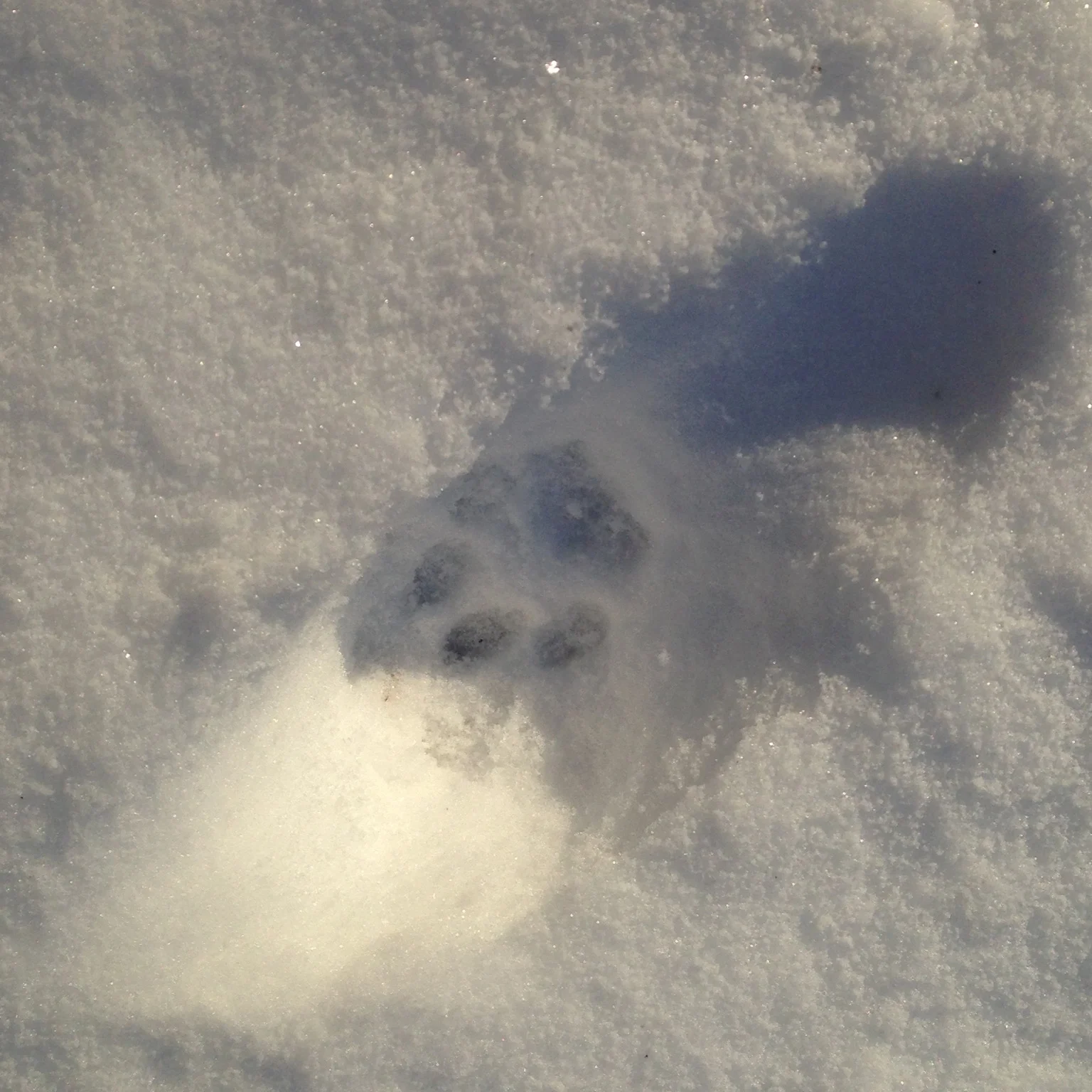 The boys and I tracked this bobcat through brush and briars, crawling on our bellies throughout the property. We ended up in a place we'd never seen before and were even slightly lost. So much fun! Thanks, Bobcat!