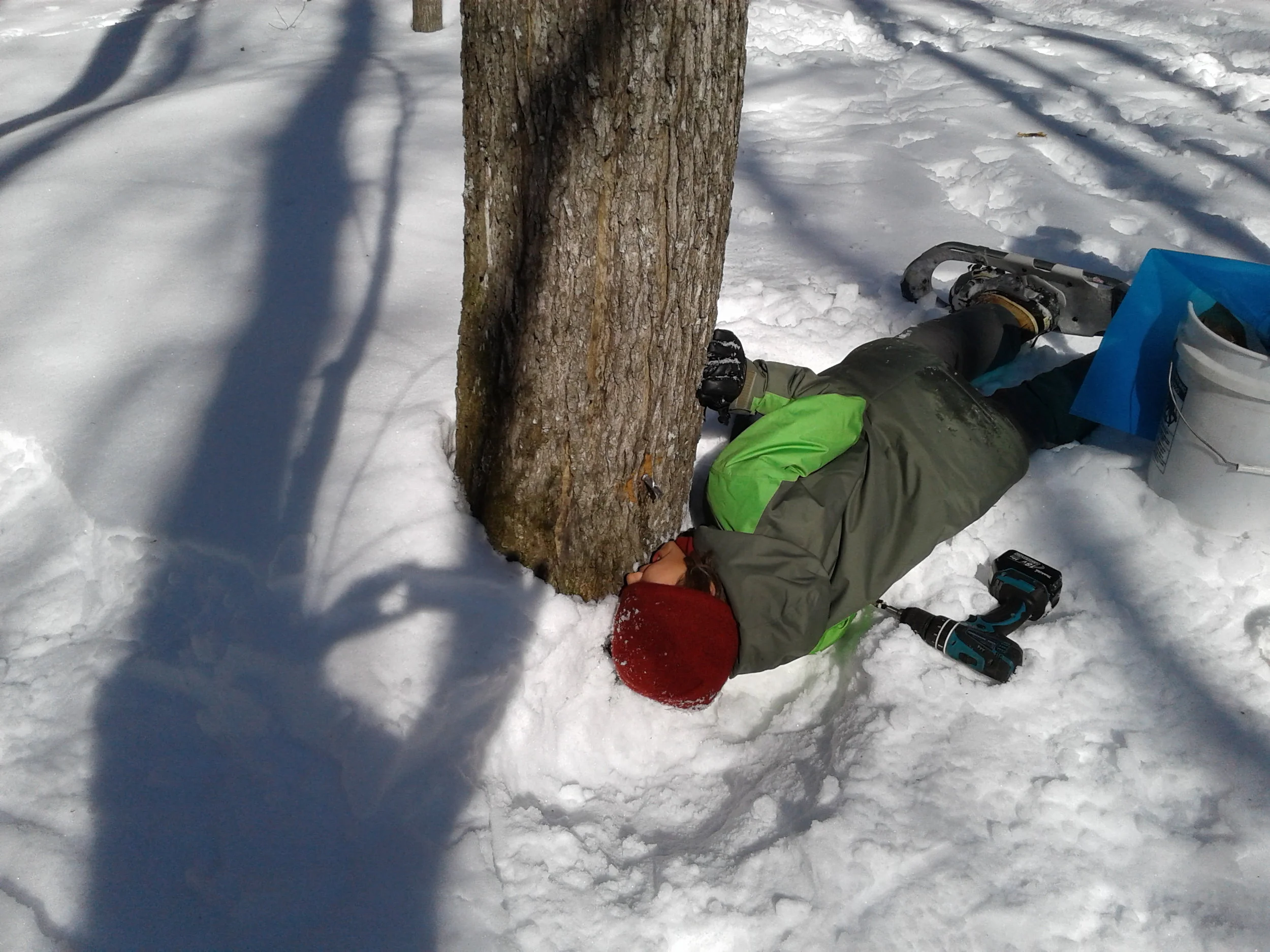 Drinking sap from tree