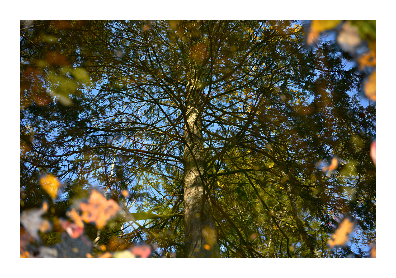 _JVB3547TreeReflection copy.jpg