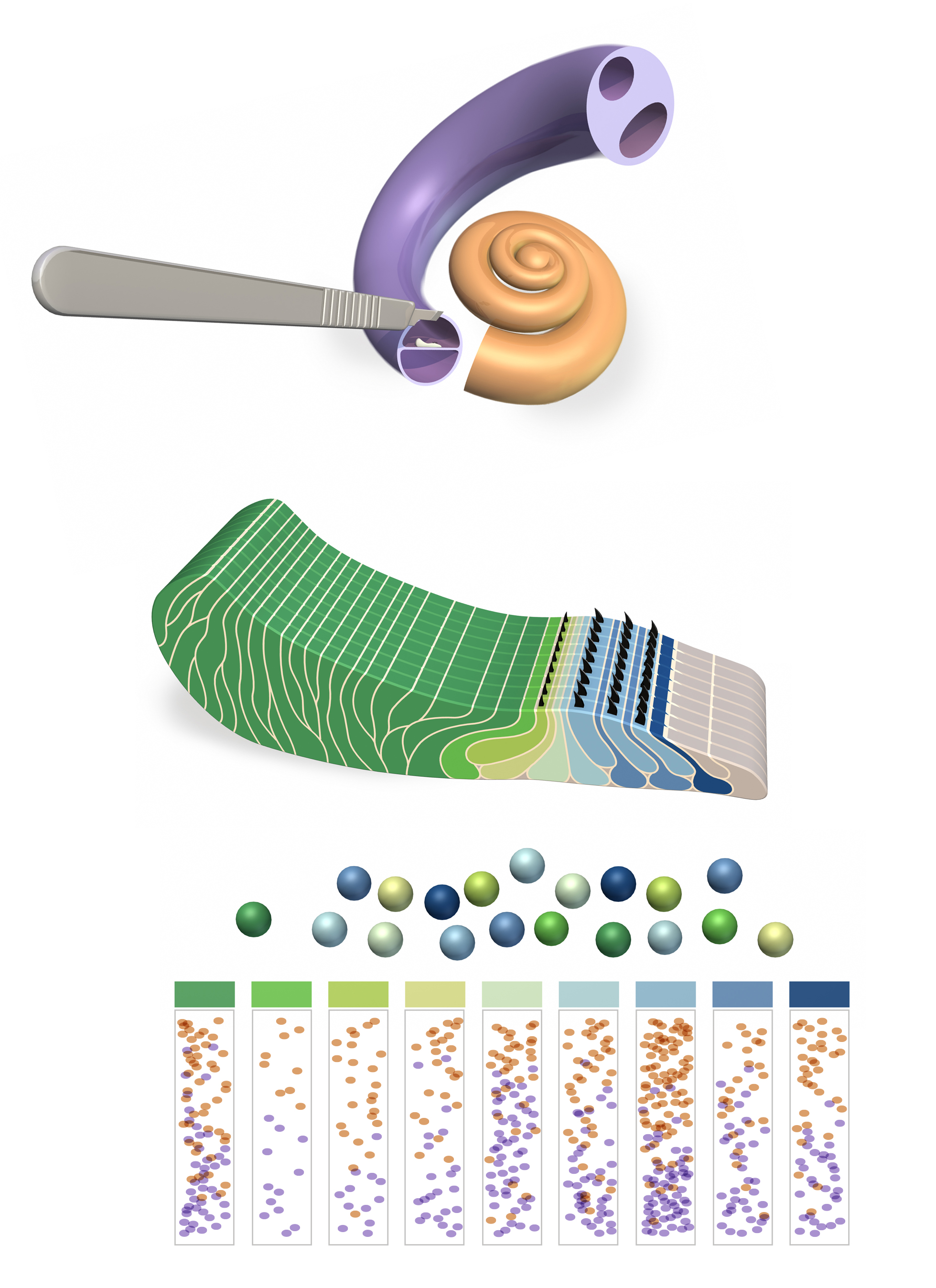 Inner Ear Cartography