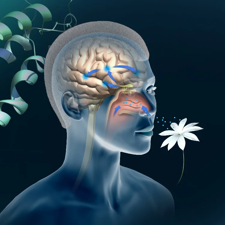 Monell Science Center - Olfactory