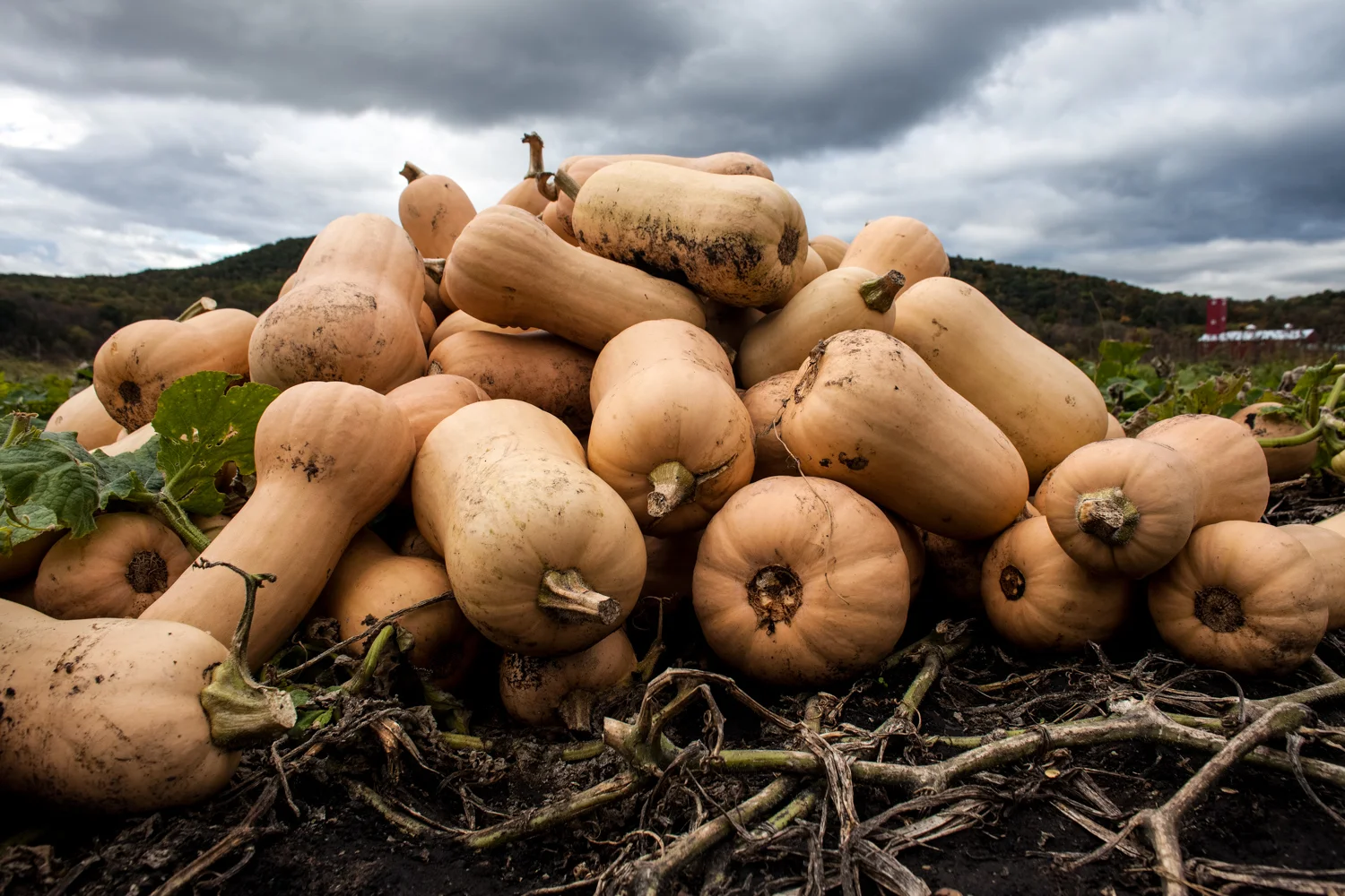 HeatherPhelpsLipton-Food-lifestyle-catskills-51.jpg