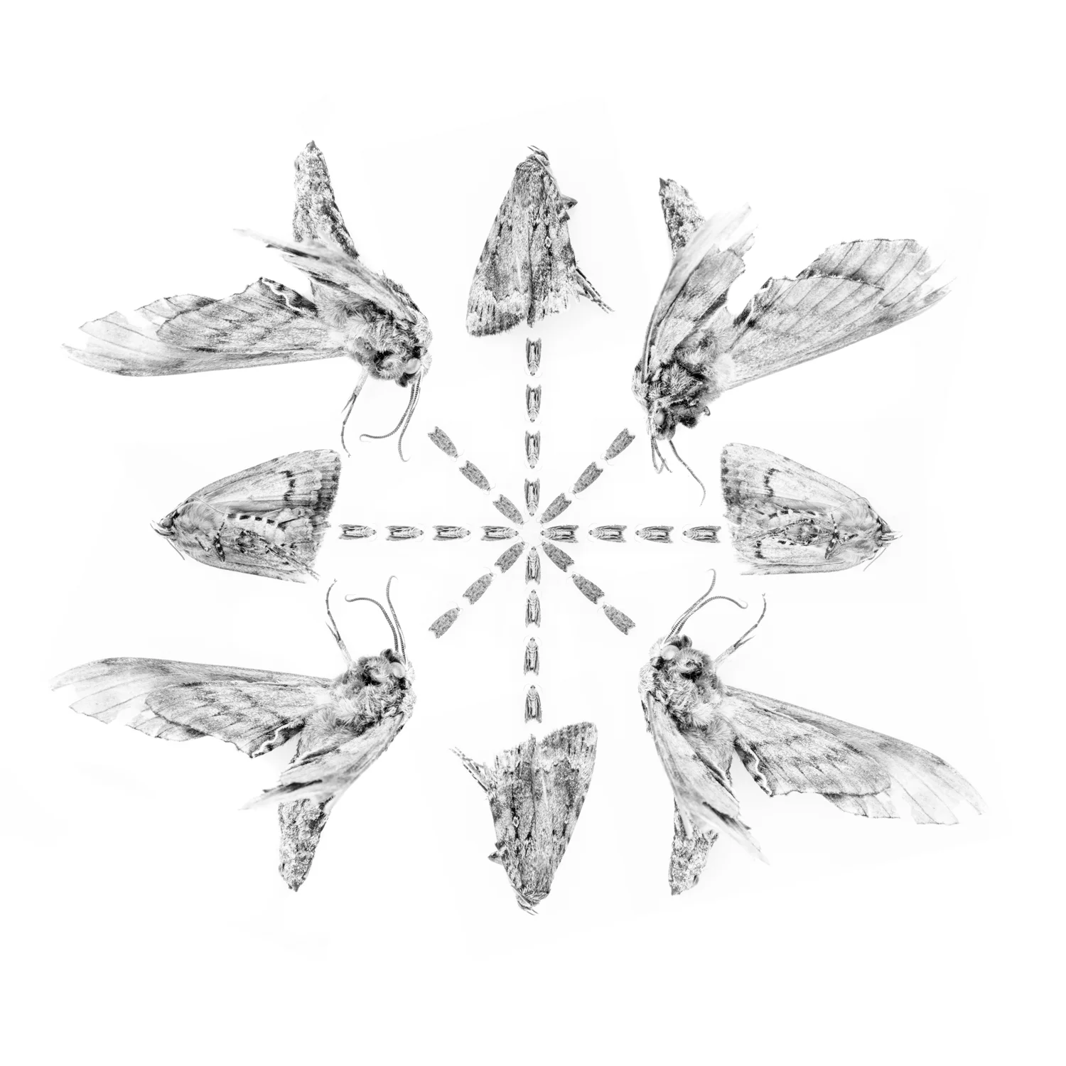 Four (clover) 30x30 digital c-print on fuji pearl / white metal frame / #1 of edition of 10 June 2016