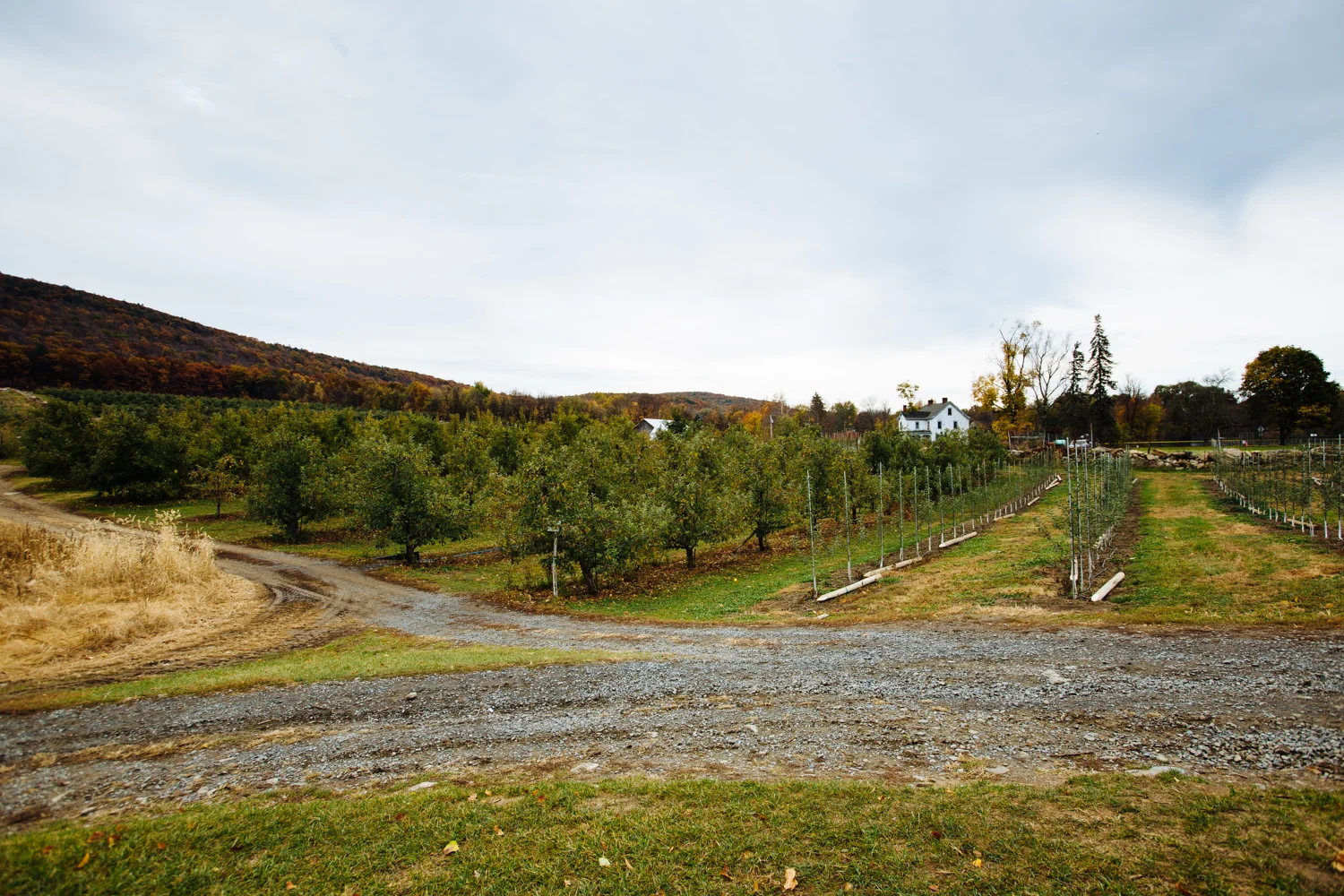 WilklowOrchards-CiderDoughnuts-2016-day3-214.jpg