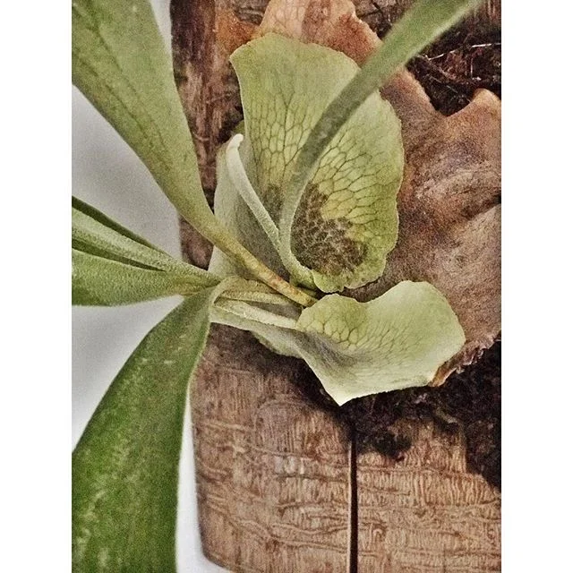 fresh fronds. #springtime #staghorn #catskills #fernsfromfriends
