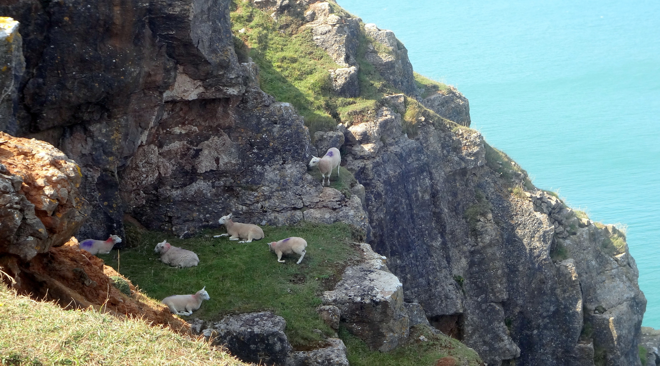 Daredevil sheep right on the cliff edge!!