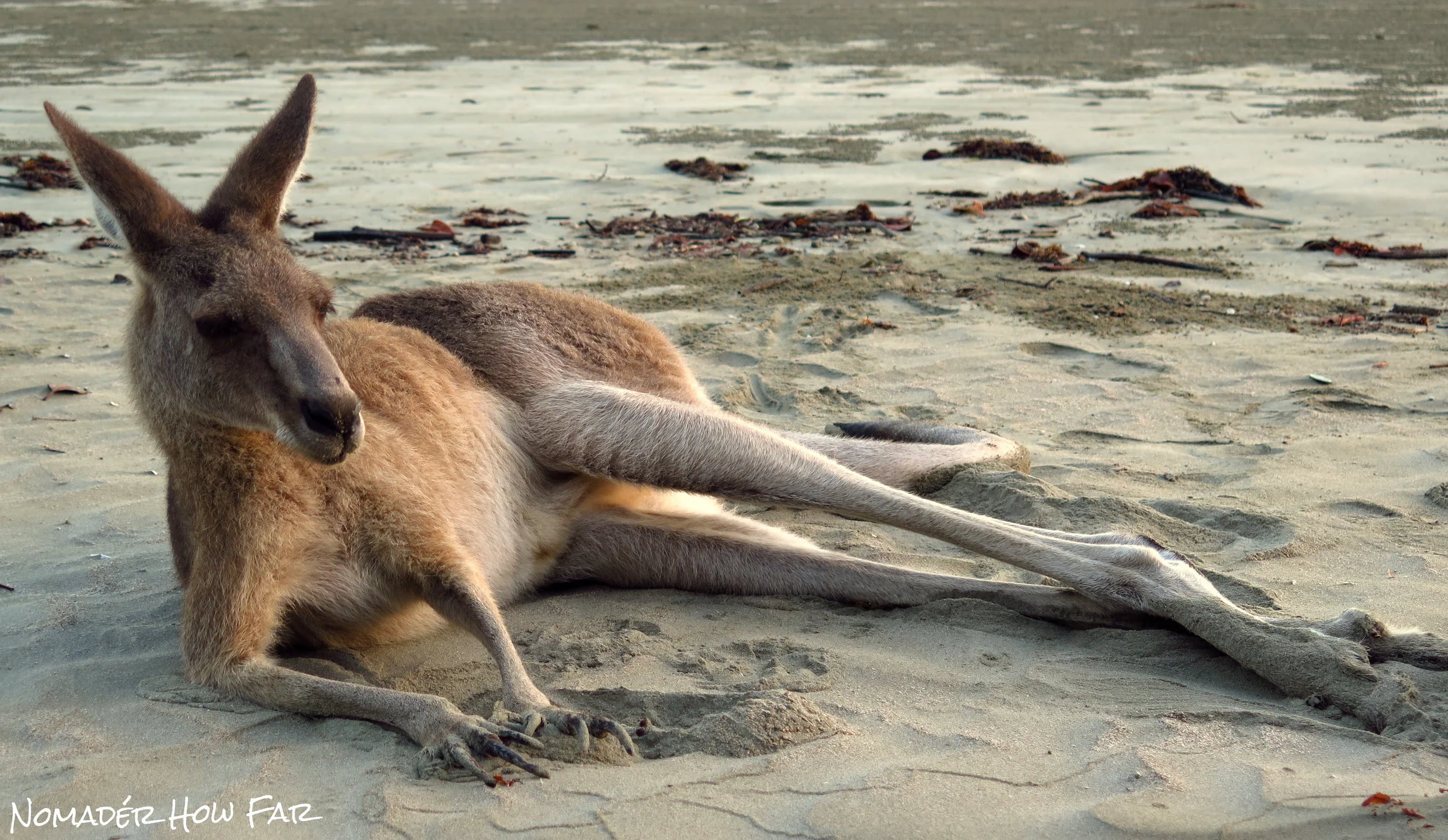 Waking Up With Kangaroos! — Nomad'er How Far
