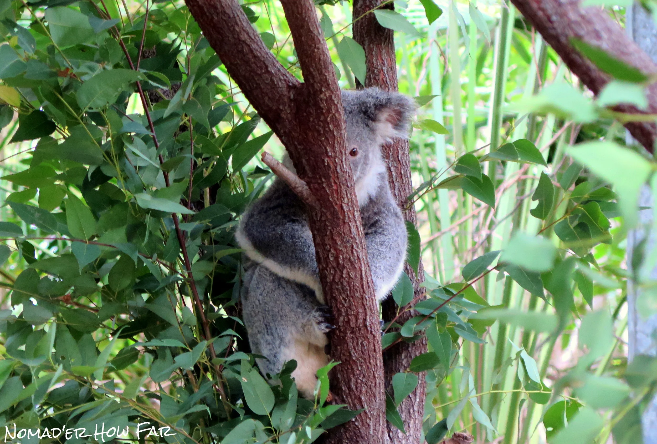 Bungalow Bay Koala Village: Best Island Hostel In Australia — Nomad'er