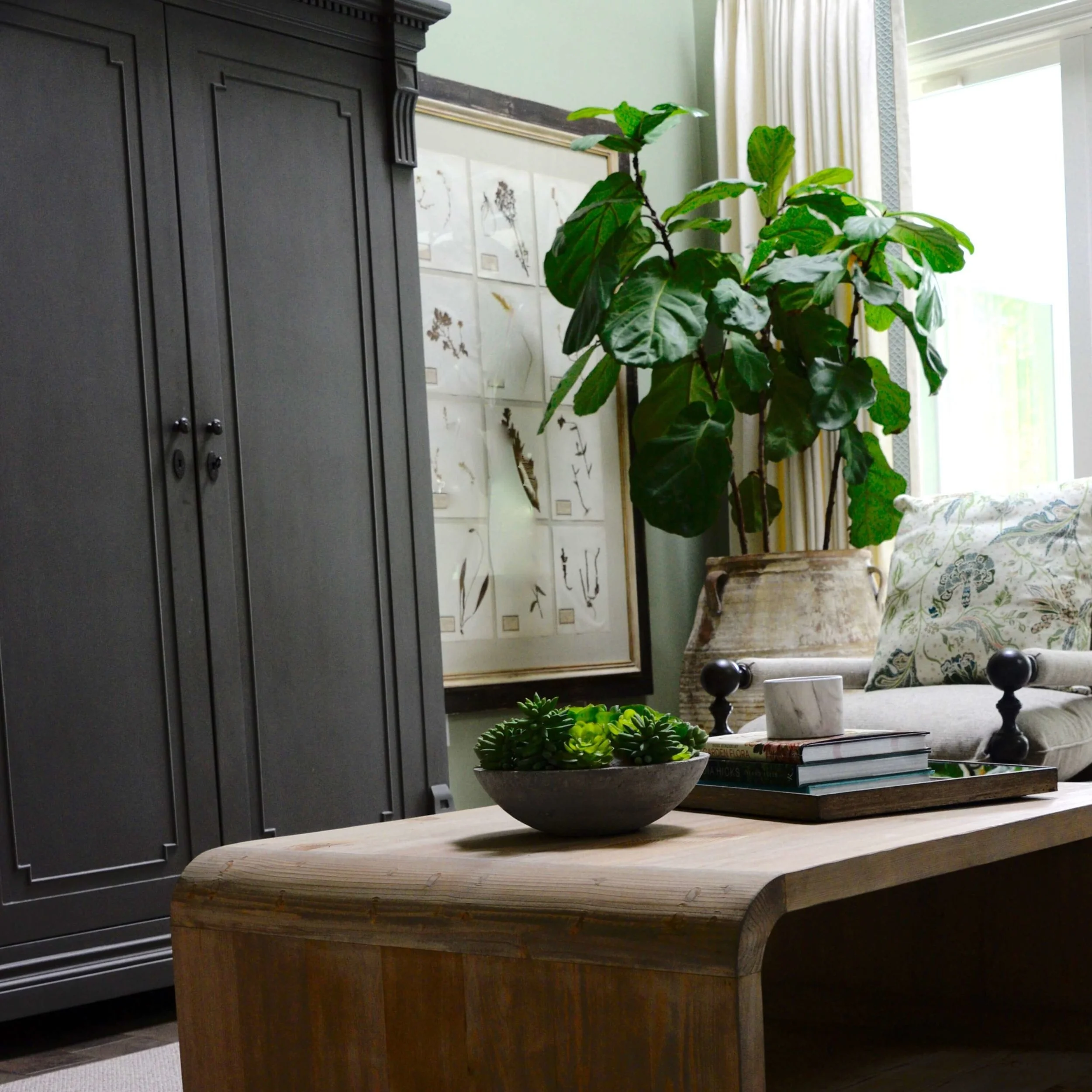 fiddle-leaf-fig-tree-real