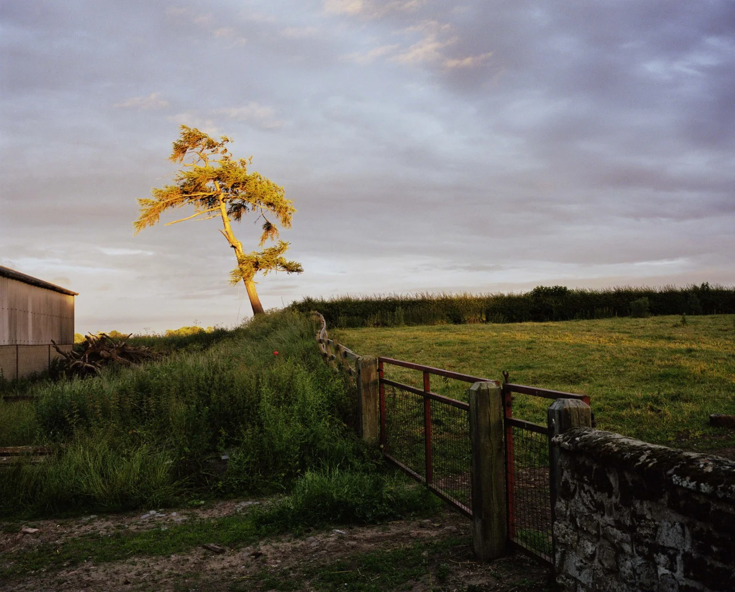  (Self Portrait As a Tree, Sam Taylor Johnson, 2001)