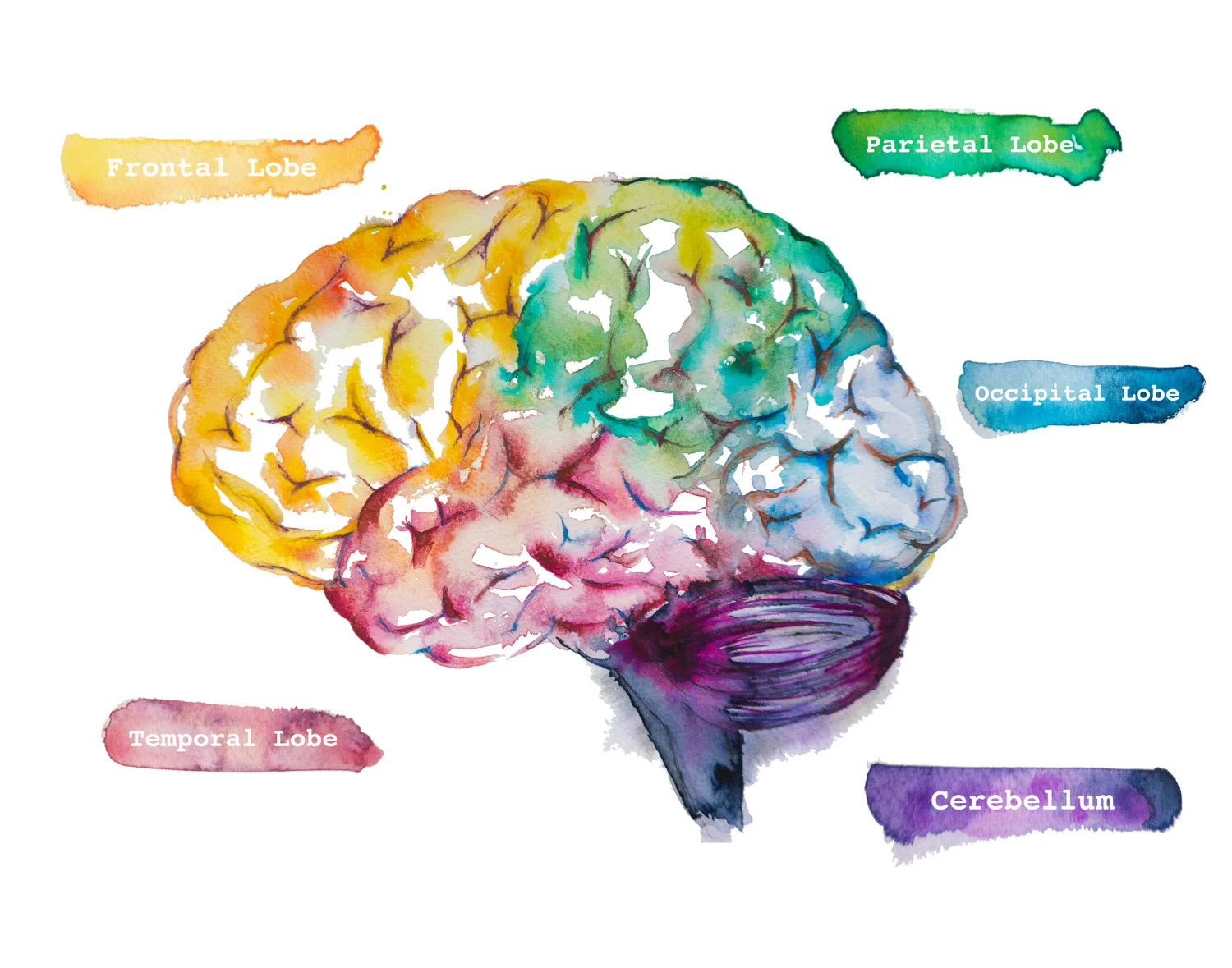 Neuroscience Graphic hm.jpg