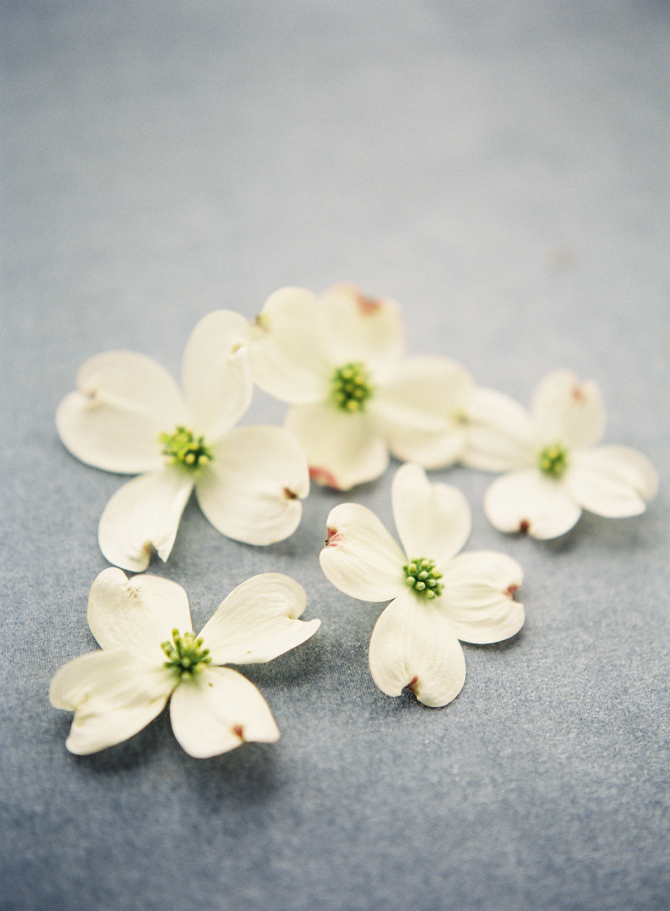 Team Flower Workshop 2015 Heather Payne Photography35.jpg