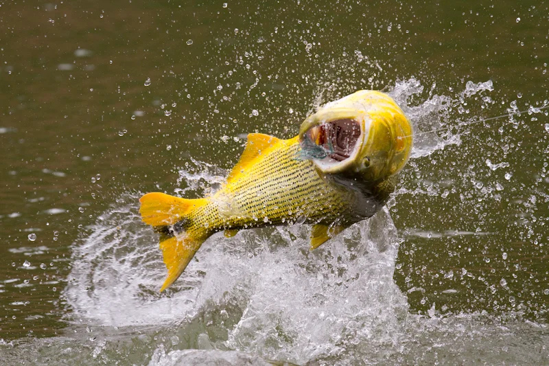 Dorado are jumpers