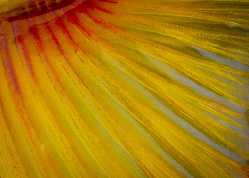 Vivid colors on fins