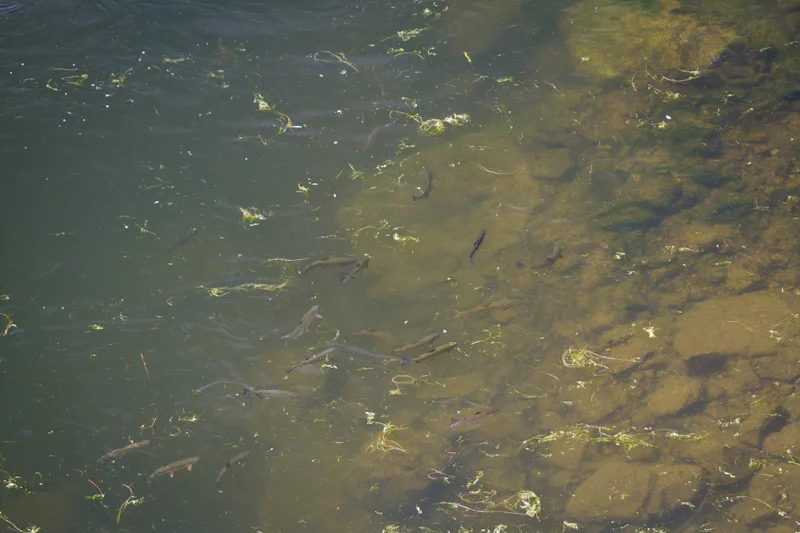 There are 22 fish in this shot!