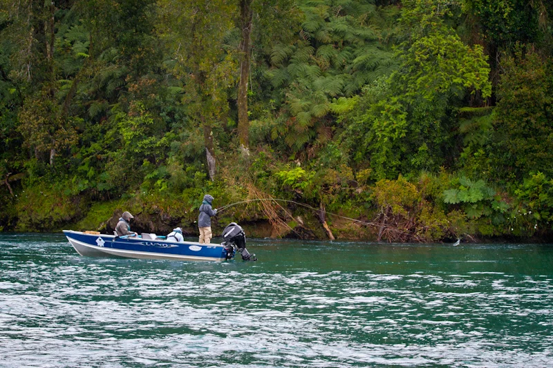 Teddy hooked up to a back-eddy Rainbow on the Yelcho River.
