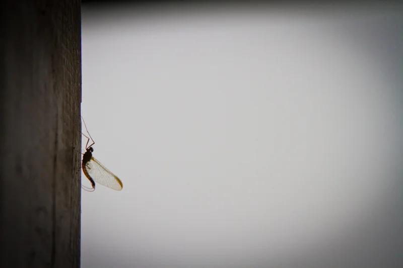 Mayfly at the lodge.