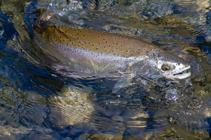 Pristine rainbow from the Yelcho River.