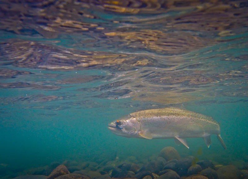 Underwater view of a Yelcho rainbow.