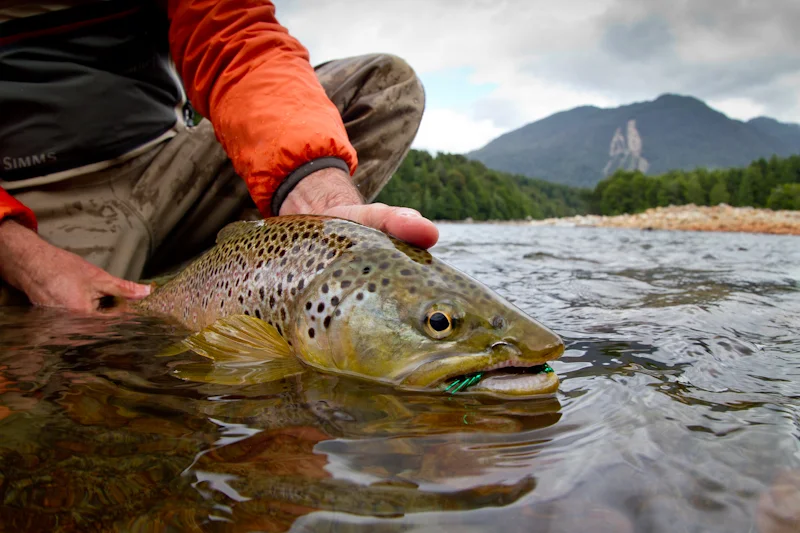 Big brown fooled by a streamer on the Fig.