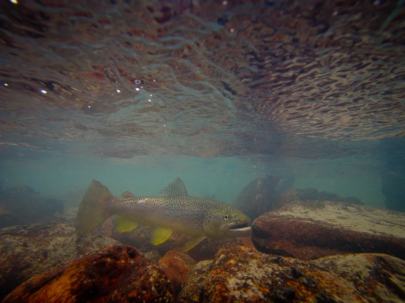 Wow.....look at how big the tail and fins are on this brown!