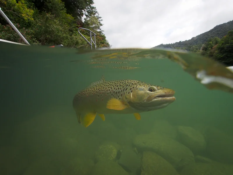 Last image from Chile......