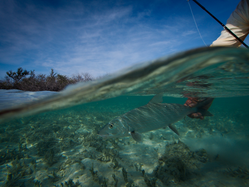 Underwater bonefish image.