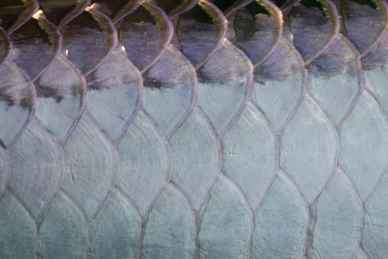 Tarpon scales......