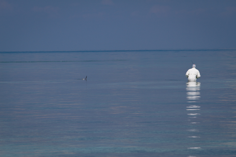 My crazy for Permit guide Bemba, stalking a tailing fish.