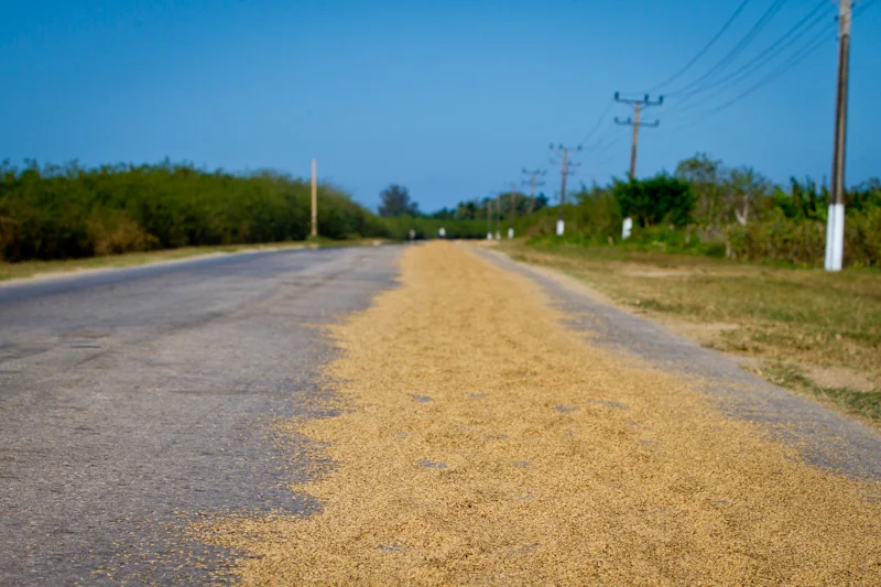 Rice is an important crop in Cuba, second only to sugar cane. How do they dry the rice after they harvest it you ask? Well, they dry it on one lane of a country road of course!