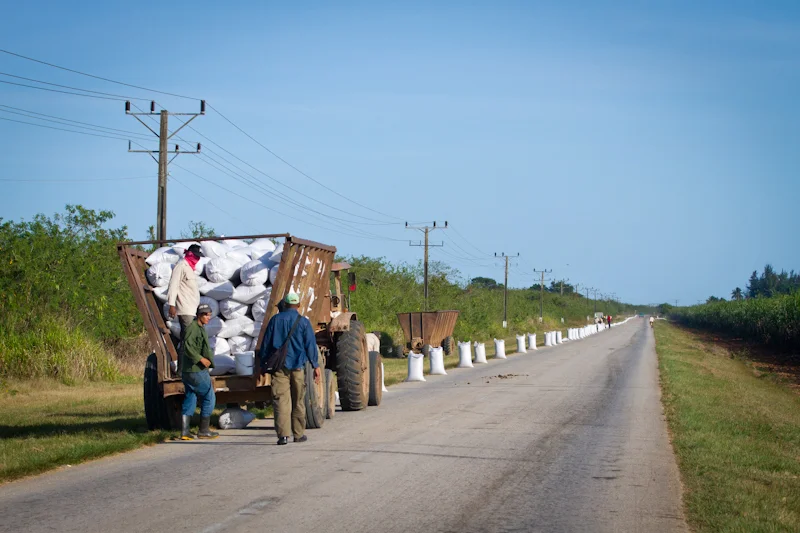 Workers bag up the rice once it has dried.