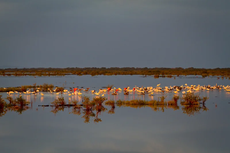 We would see Flamingos every morning on the drive to the marina. On this morning, the Flamingos were mixed in with Pelicans and White Herons, making for a beautiful mix of colors.