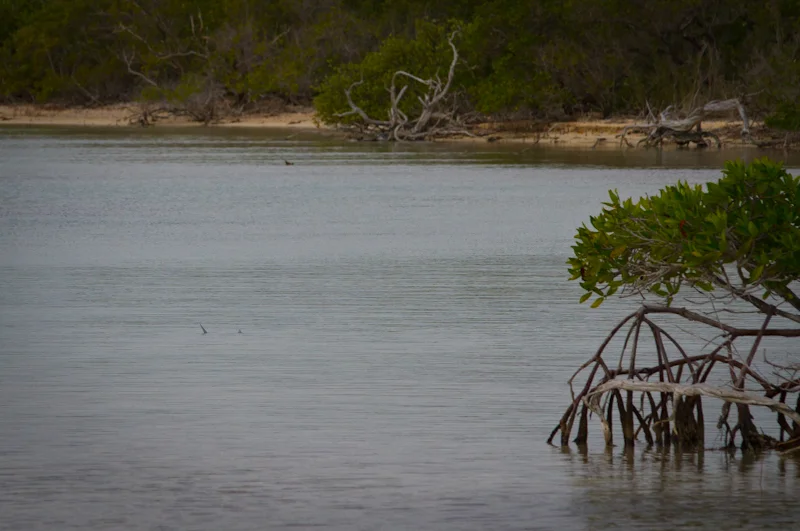 Tailing Bonefish