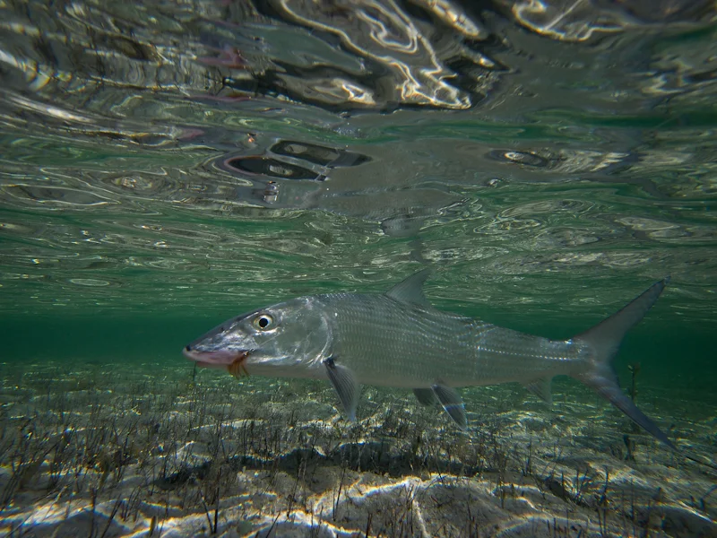 Beautiful Bone in crystal clear water.